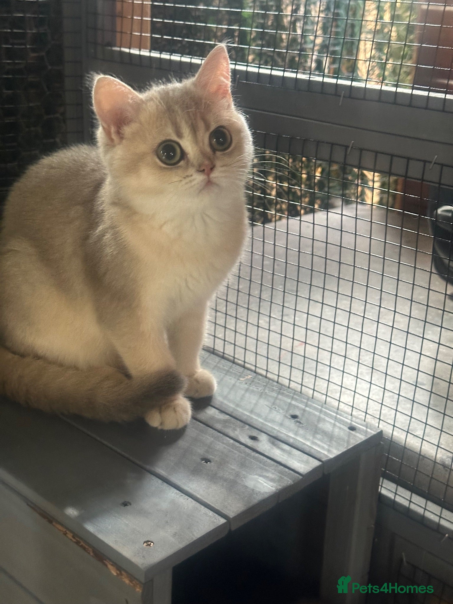 British Shorthair cats Last gorgeous girl left 😻 reduced price  - Advert 2