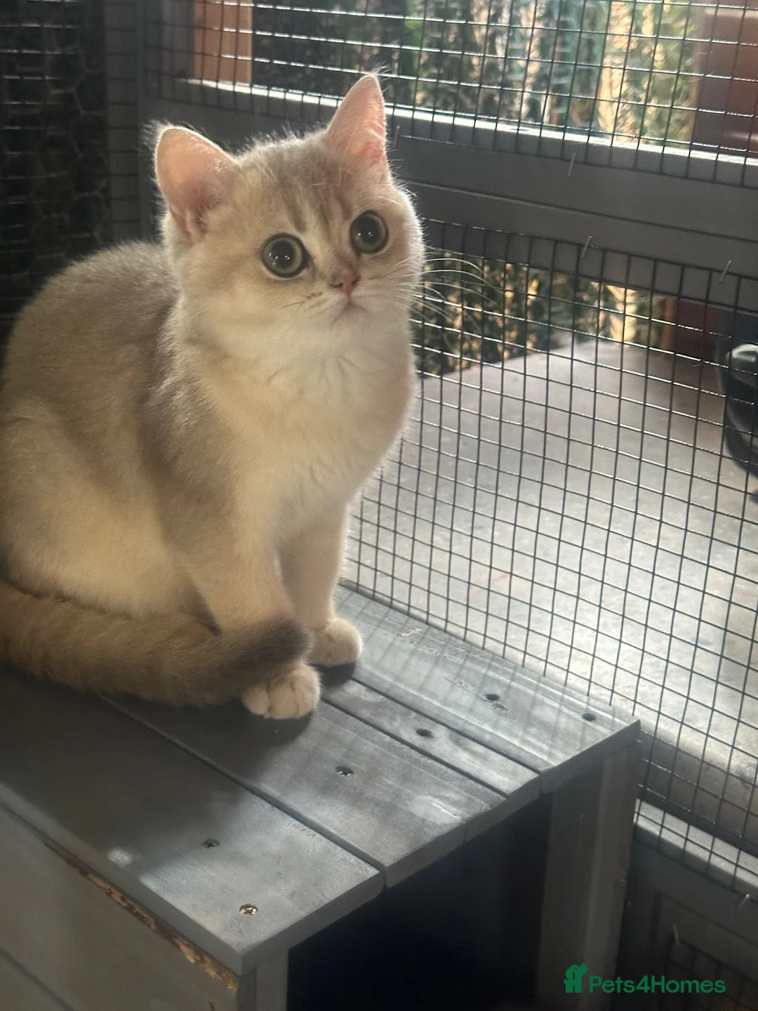 British Shorthair cats for sale: Last gorgeous girl left 😻 reduced price. - Advert 1