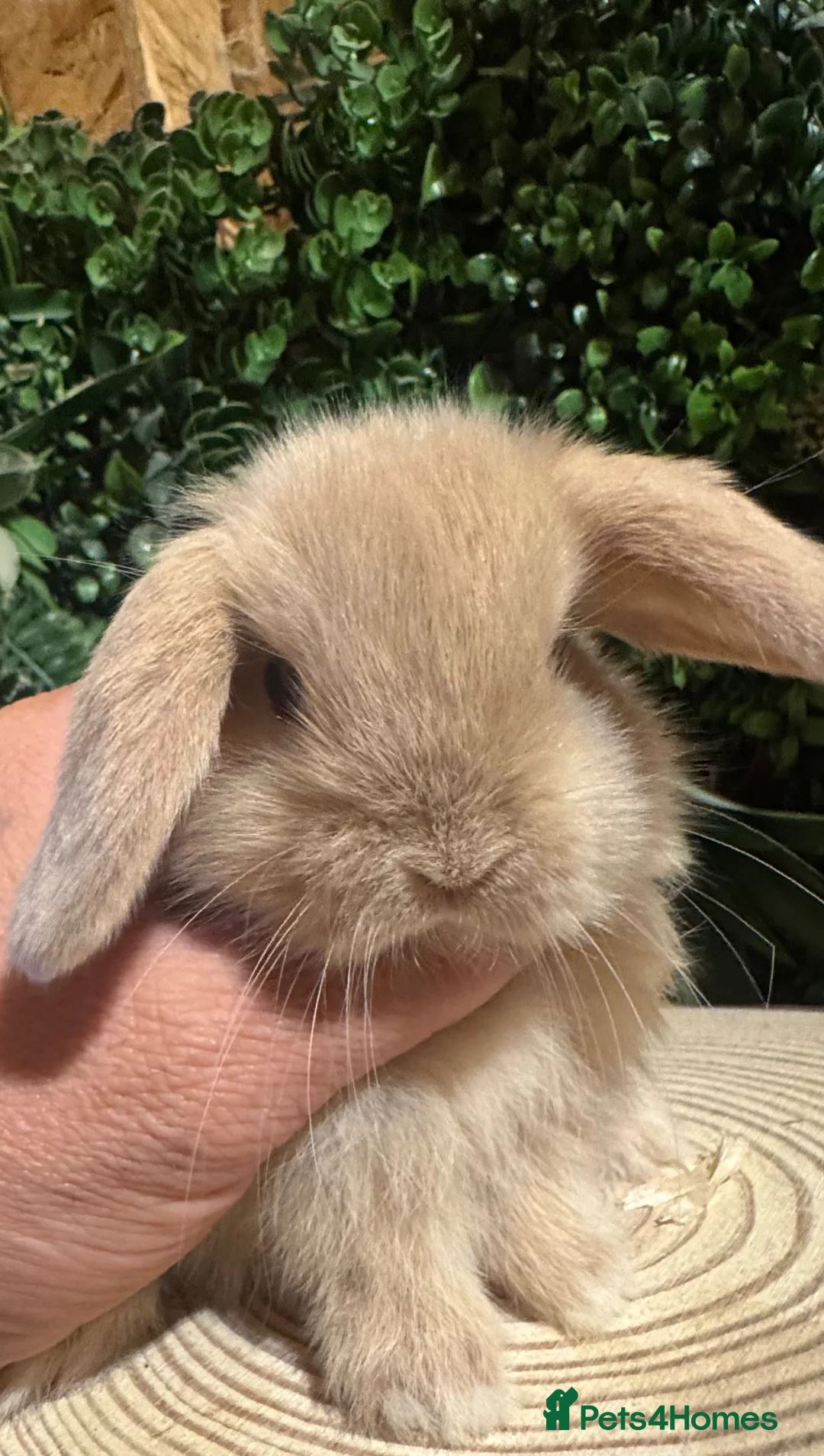 Mini Lop rabbits for sale: Min lops now ready to reserve  - Advert 7