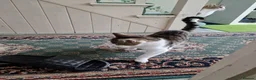 Mixed Breed cats for sale: Tabby Cats 4 Sale in Barking - Advert 37