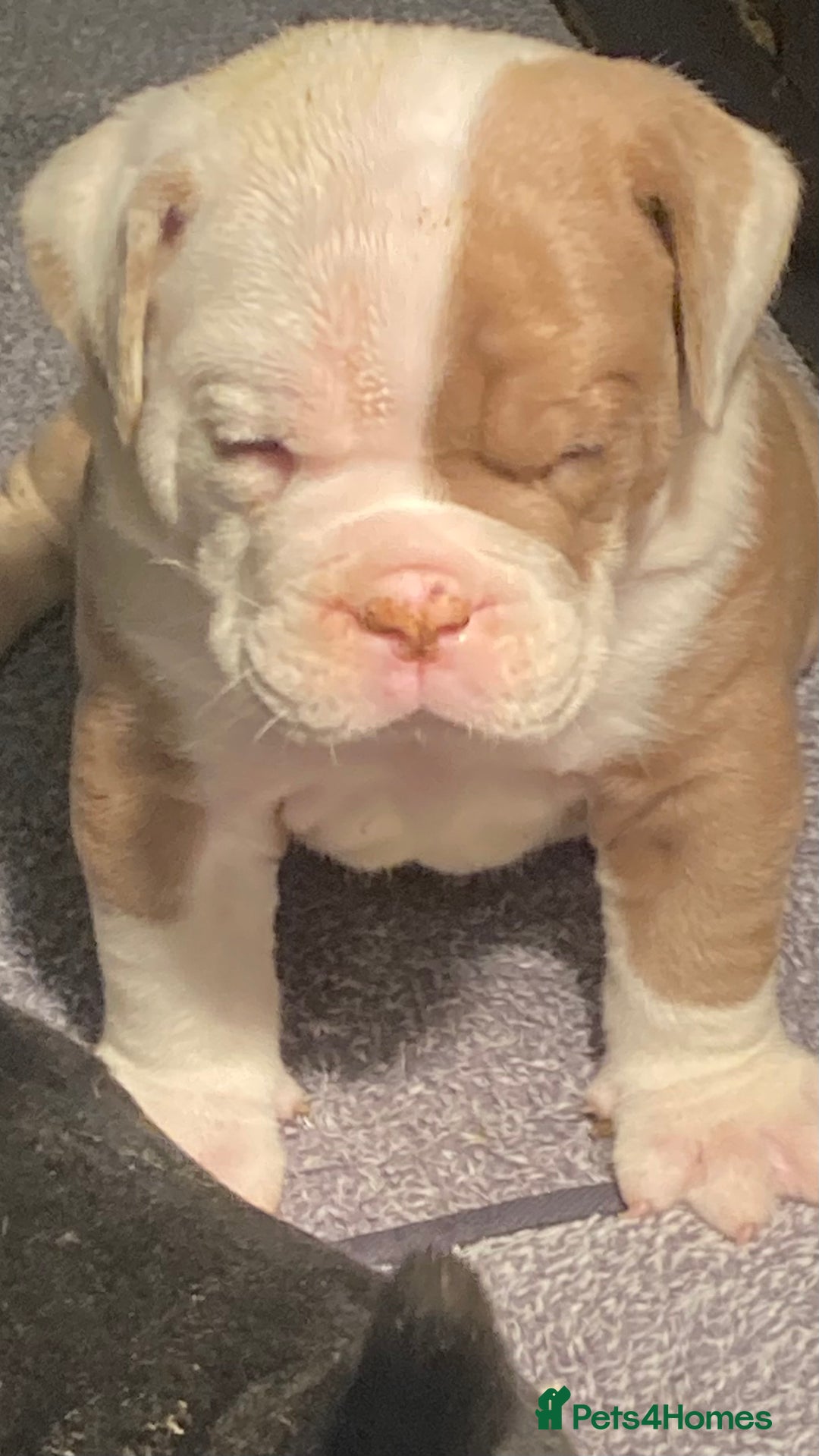 Olde English Bulldogge dogs for sale: Old English bulldog puppies GENERATIONAL - Advert 24