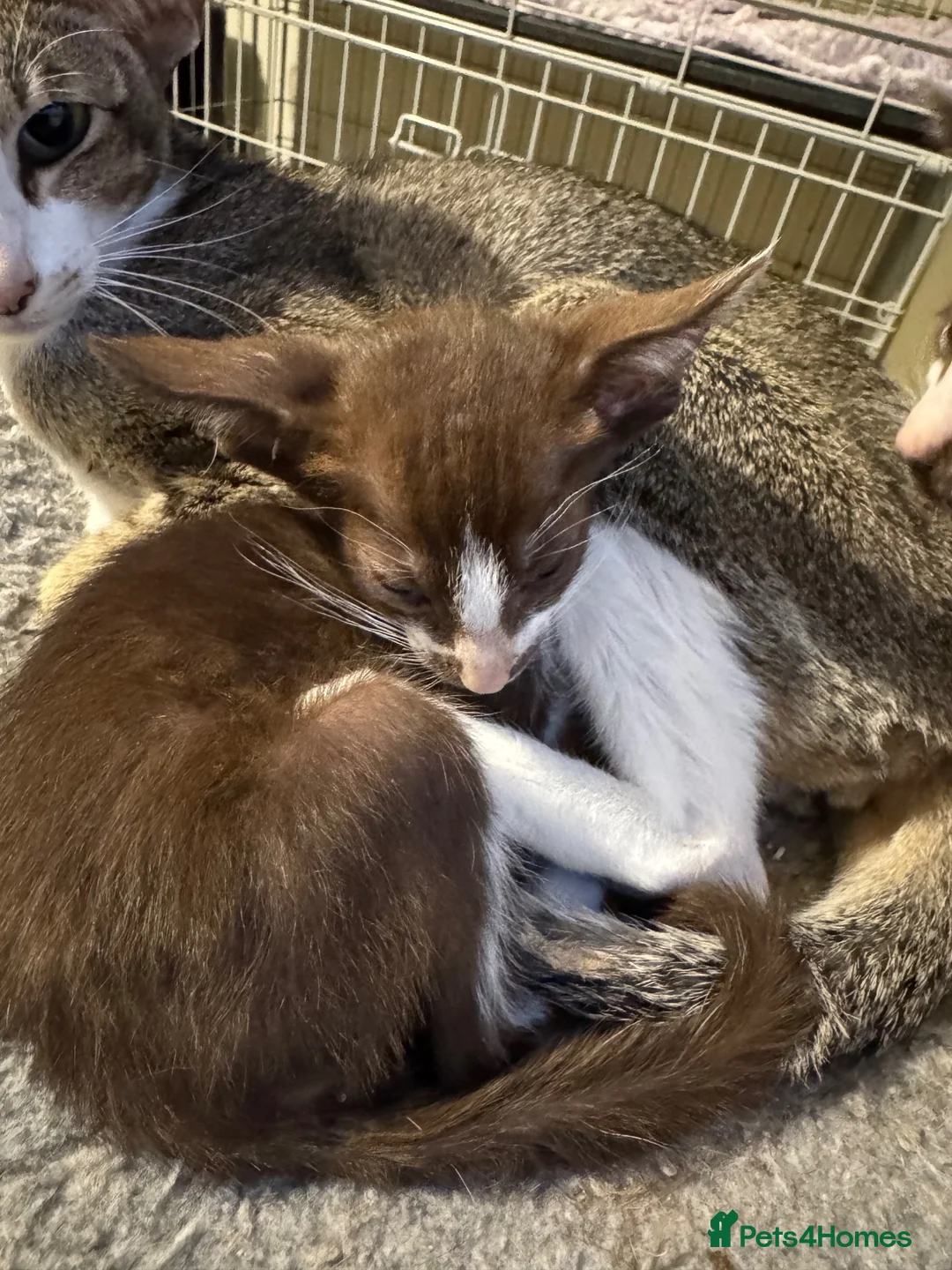Oriental cats for sale: GCCF Oriental kittens  - Advert 19