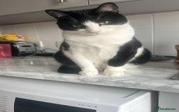 Domestic Shorthair cats for sale: 2 year old male cat - Image 19
