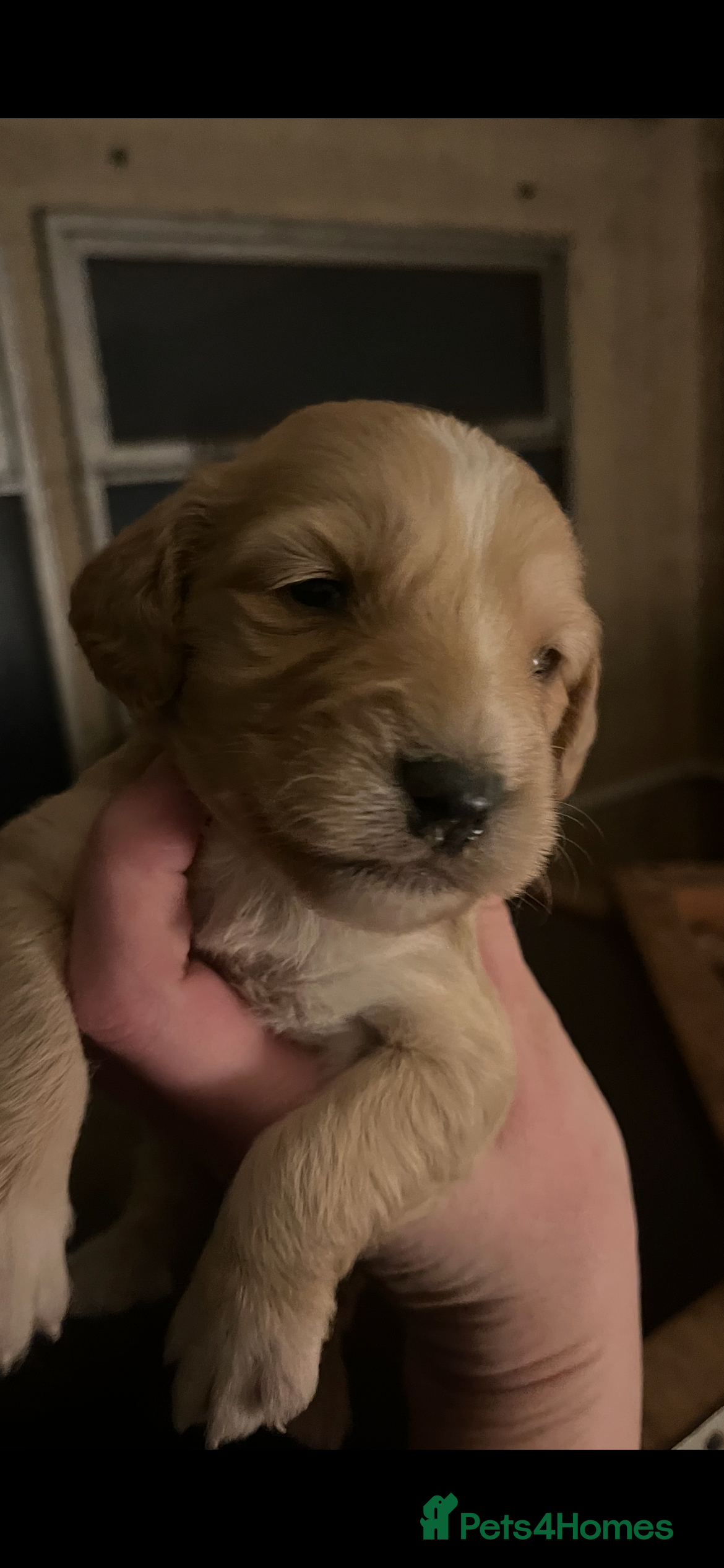 Sprocker dogs Beautiful Sprocker puppies ONLY 3 left READY NOW - Advert 5