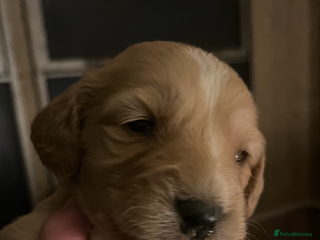 Sprocker dogs Beautiful Sprocker puppies ONLY 3 left READY NOW - Advert 5