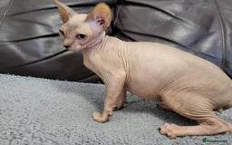 Sphynx cats for sale: Sphynx Healthy happy  boys   - Image 12