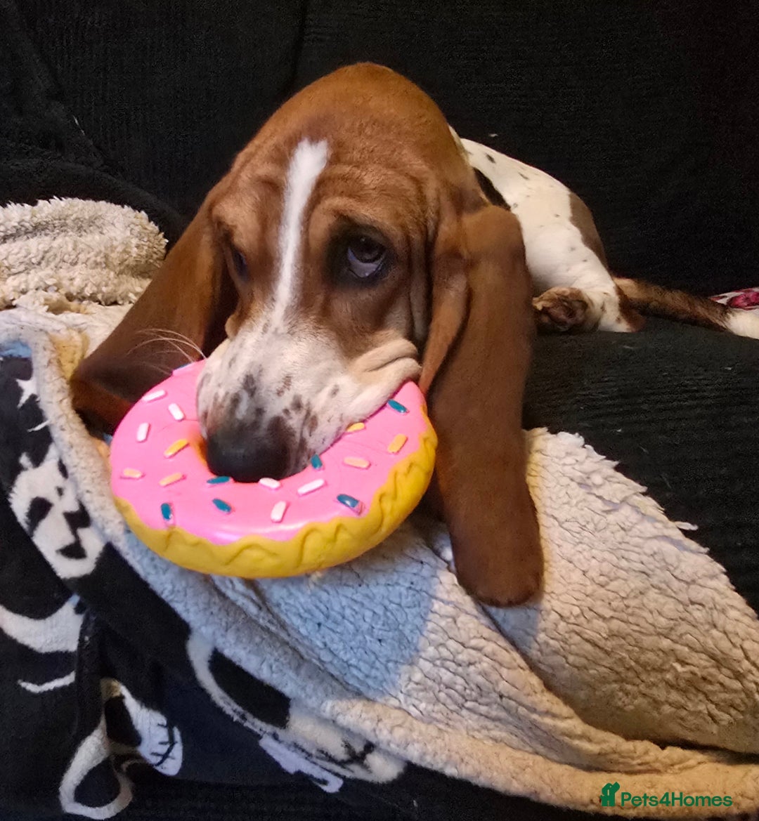 Basset Hound dogs for sale: Beautiful Kc Female Basset Hound - Advert 2