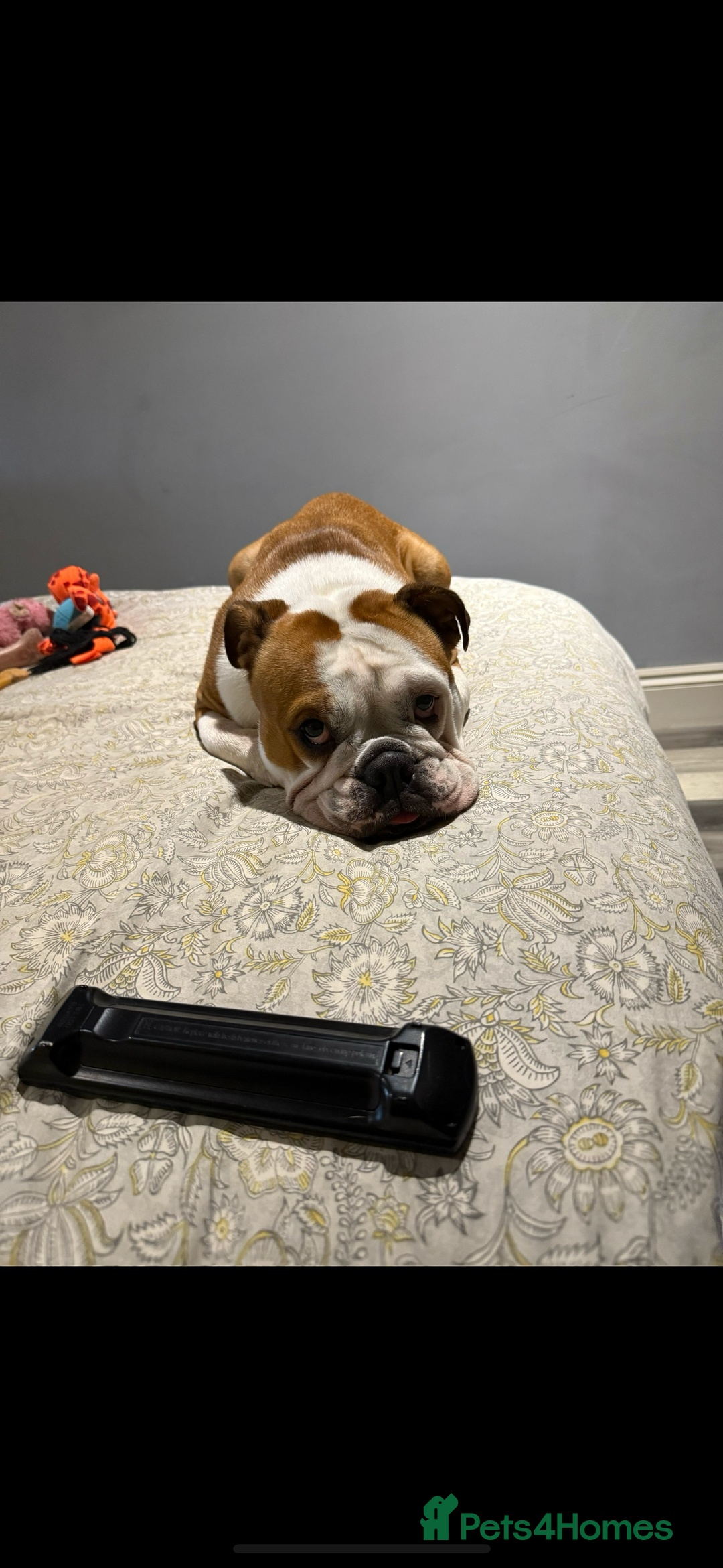 English Bulldog dogs for sale: Winnie English bulldog - Image 2