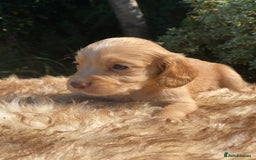 Cocker Spaniel dogs for sale: Health Tested Cocker Spaniel Pups - Image 10