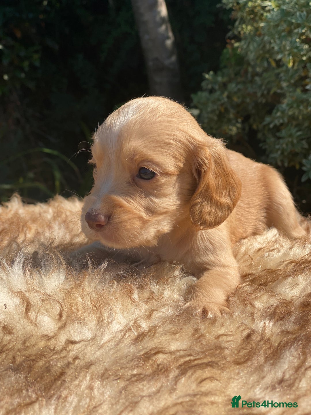 Cocker Spaniel dogs for sale: Health Tested Cocker Spaniel Pups - Image 10