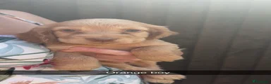 Cocker Spaniel 5