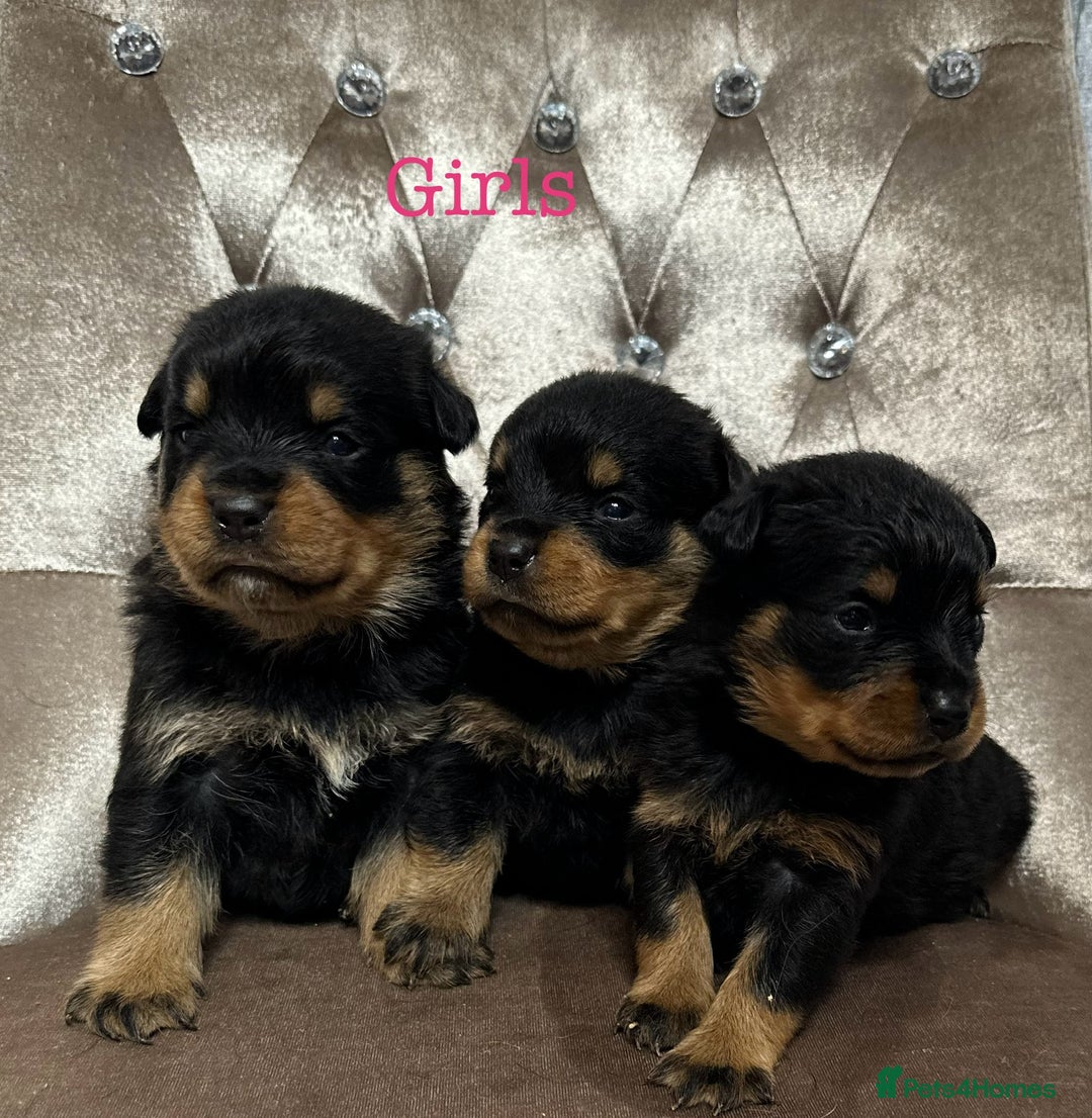 Rottweiler dogs for sale: Rottweiler Puppies - Image 5
