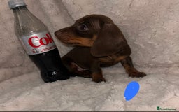 Miniature Dachshund dogs for sale:  ⭐️🐶Tiny tiny miniature dachshunds🐶⭐️ - Image 12