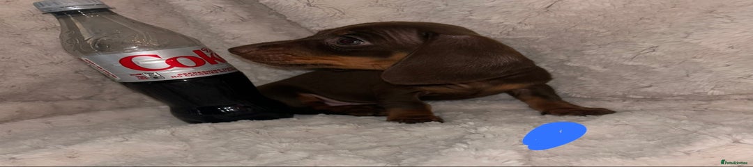 Miniature Dachshund Puppy 2