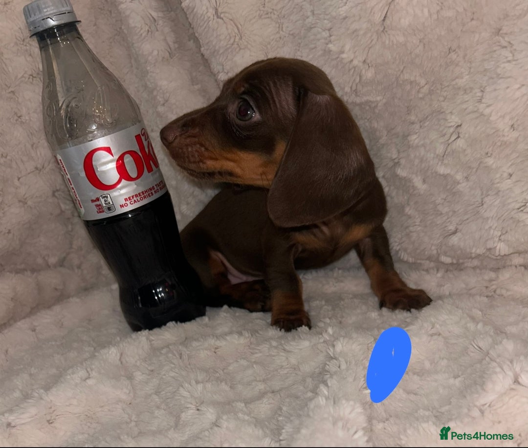 Miniature Dachshund dogs for sale:  ⭐️🐶Tiny tiny miniature dachshunds🐶⭐️ - Image 12