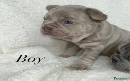French Bulldog dogs for sale: Frenchie pups KC Registered  - Image 27