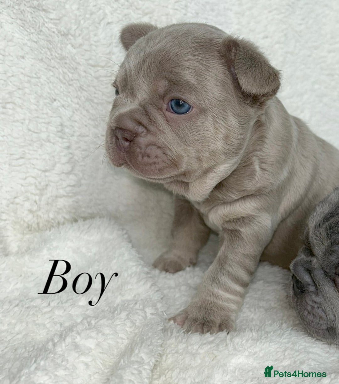 French Bulldog dogs for sale: Frenchie pups KC Registered  - Image 27