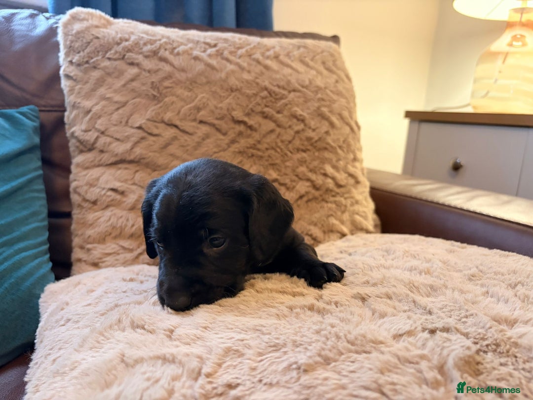 Labradoodle dogs for sale: 7 beautiful labradoodle puppies wanting a home - Advert 15