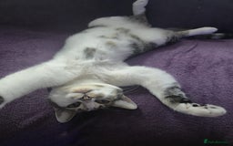 Domestic Shorthair cats for sale: Female cat - Image 3