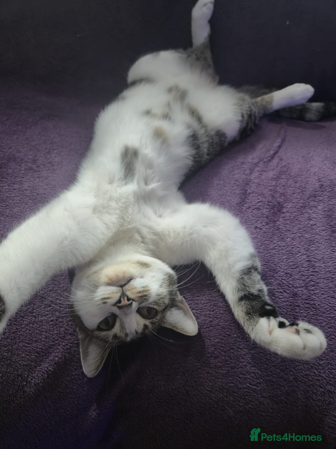 Domestic Shorthair cats for sale: Female cat - Image 3