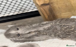 British Shorthair cats for sale: British short and long hair babies for sale  - Image 4