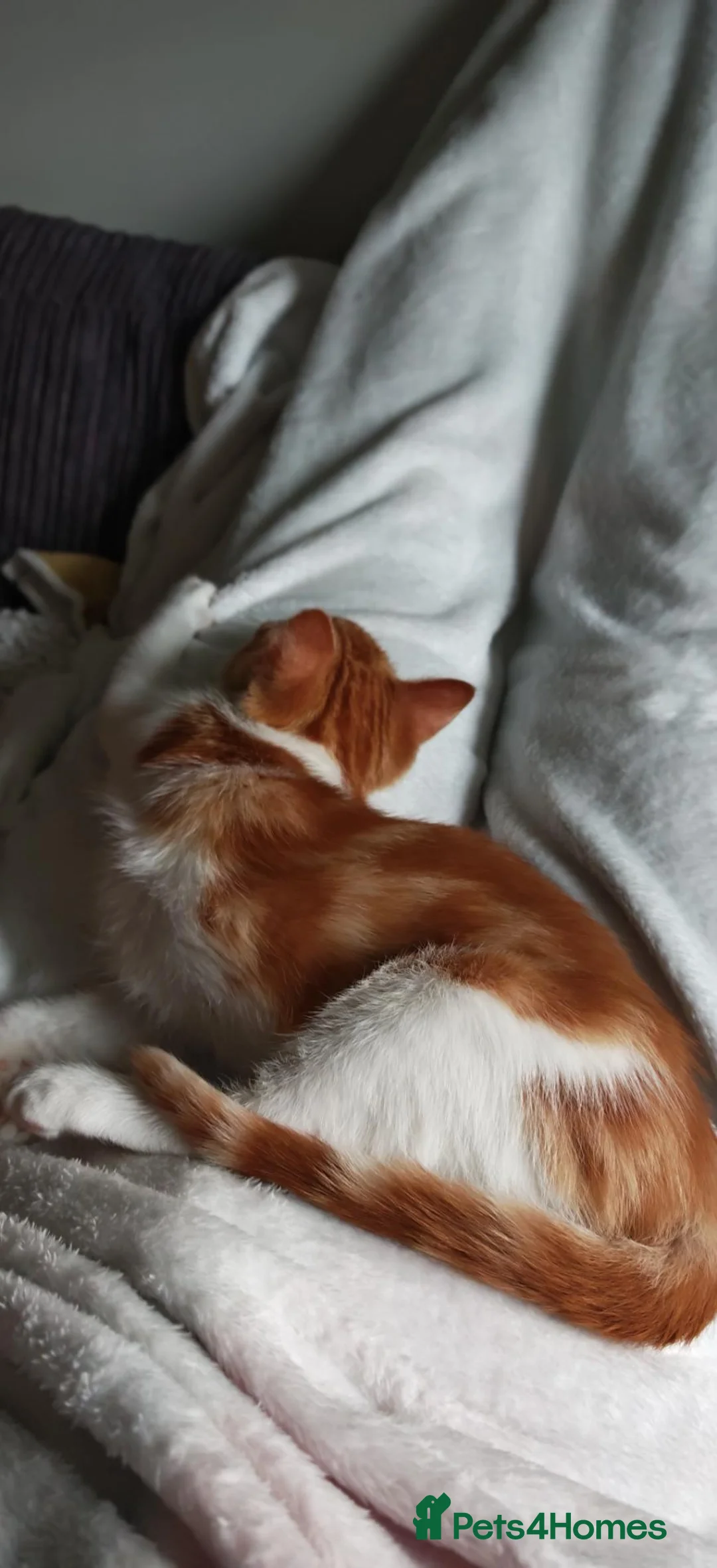Mixed Breed cats for sale: Very friendly little girl  - Advert 2
