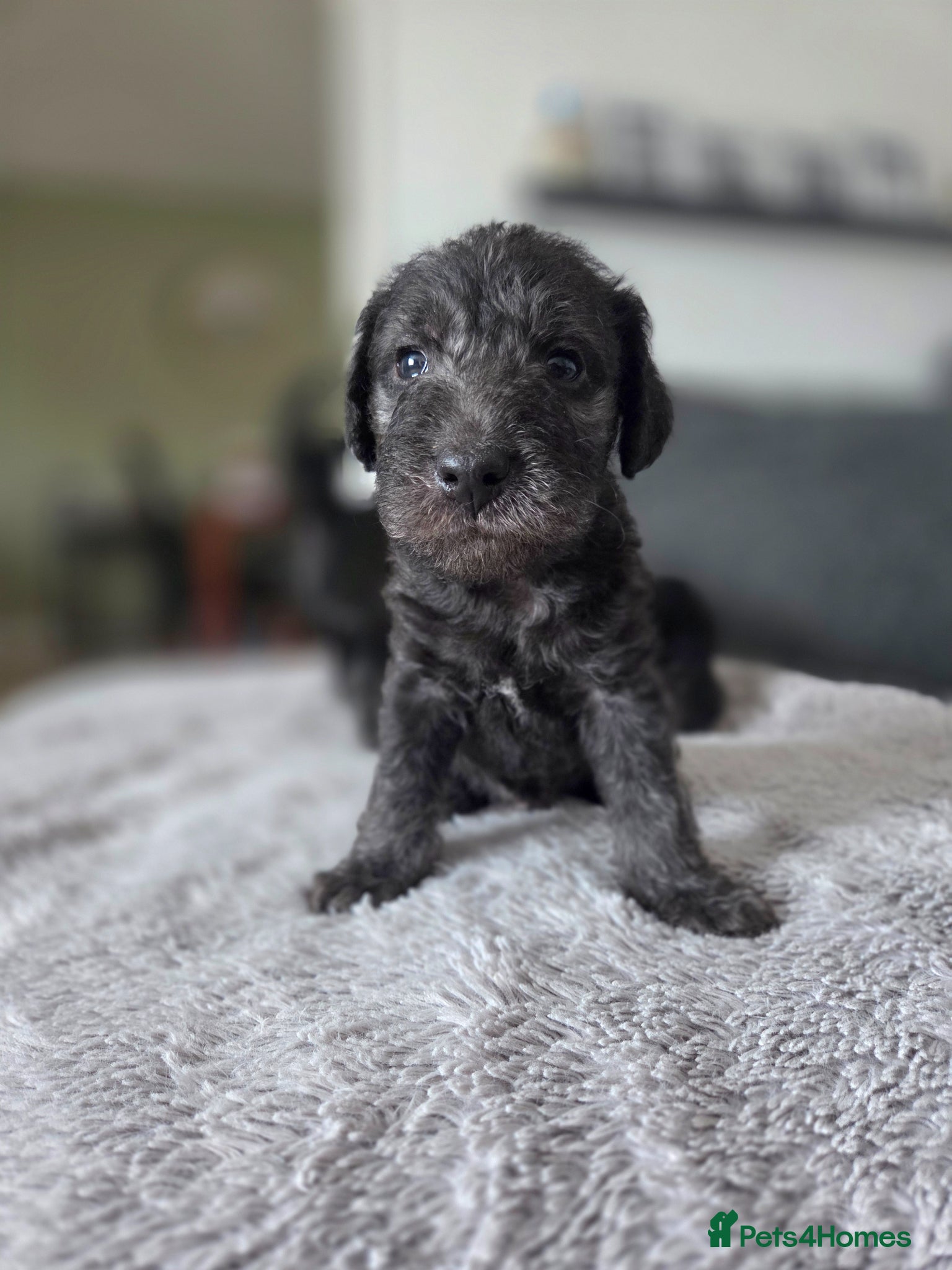 Bedlington Terrier dogs KC Reg Bedlington Terrier puppies *REDUCED* - Advert 12