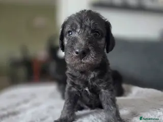 Bedlington Terrier dogs KC Reg Bedlington Terrier puppies *REDUCED* - Advert 11