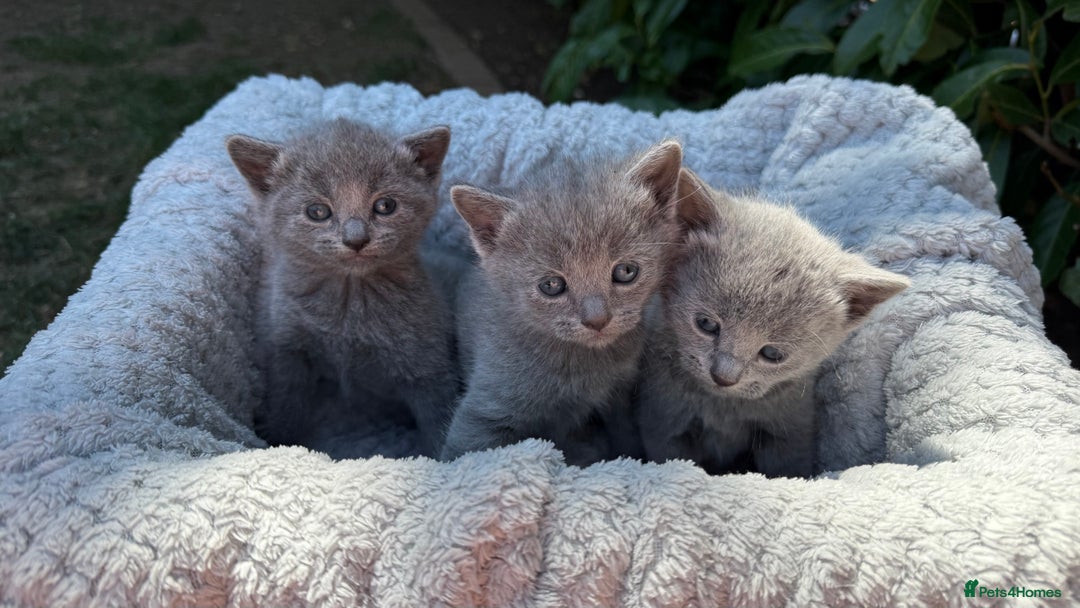 Russian Blue cats for sale: Pure Russian Blue Kittens - Image 15