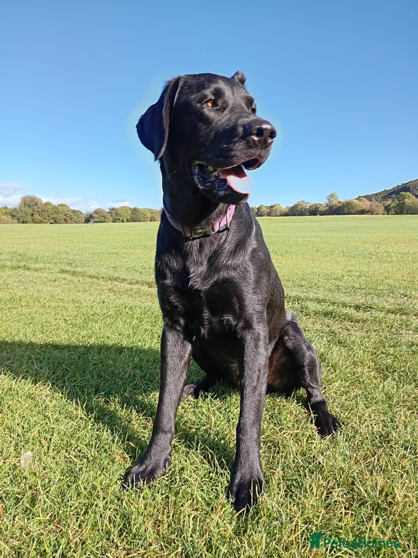 Labrador Retriever dogs Rhys. - Advert 1