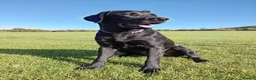 Labrador Retriever dogs for sale: Rhys. in Edinburgh - Advert 1