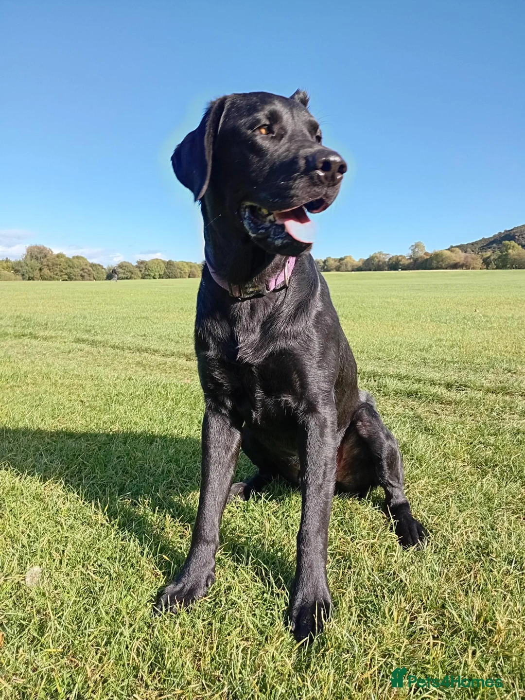 Labrador Retriever dogs for sale: Rhys. in Edinburgh - Advert 1