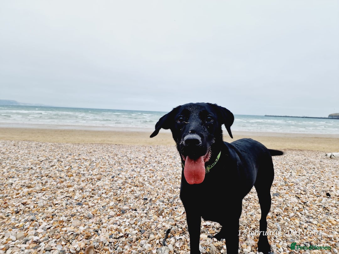 Labrador Retriever dogs for sale: Labrador puppies - Advert 8