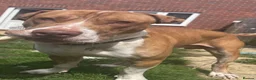 American Bull Staffy dogs for sale: Dog for sale  in Nottingham - Advert 2