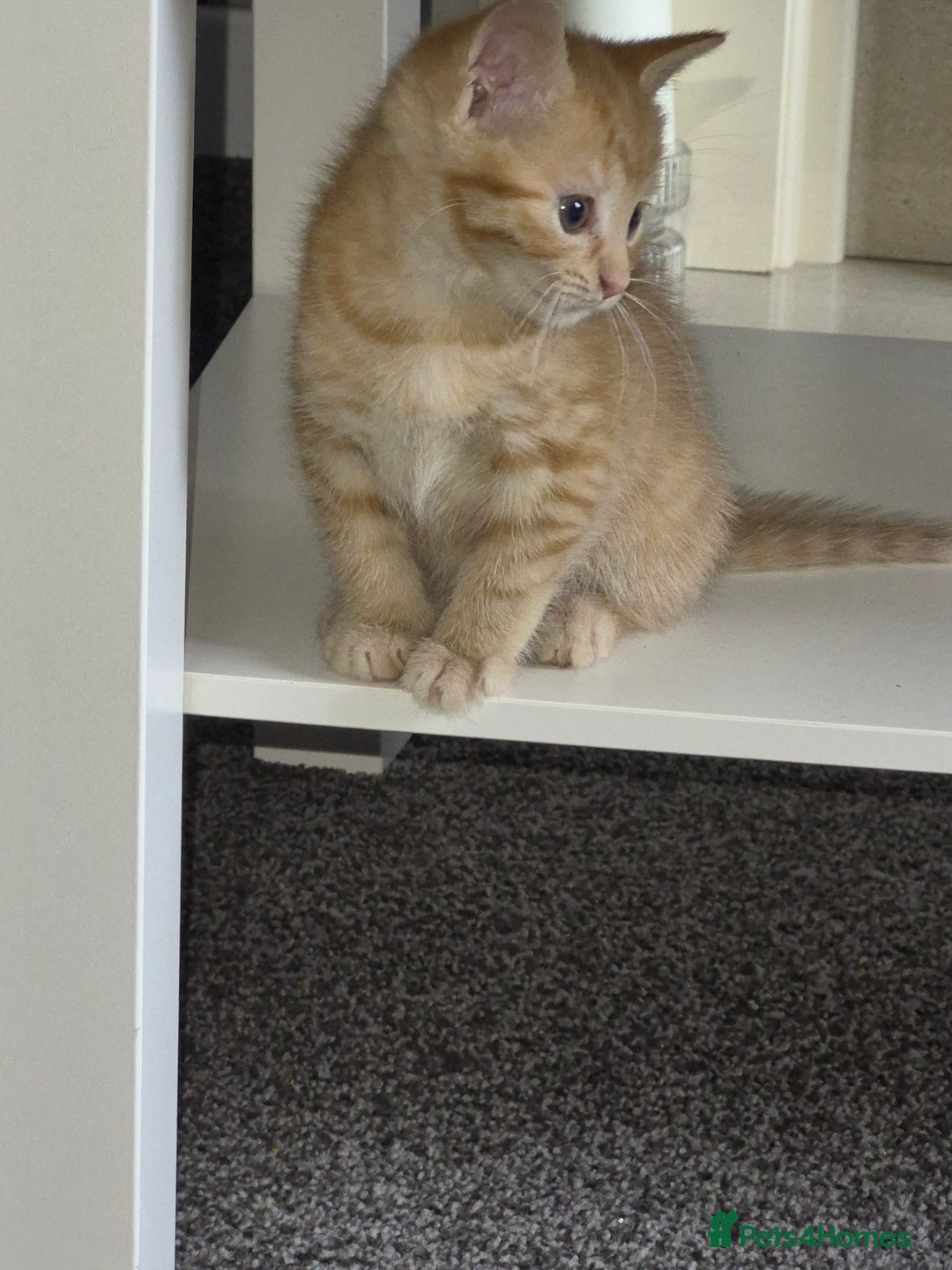 Mixed Breed cats for sale: Female ginger kitten  - Image 3