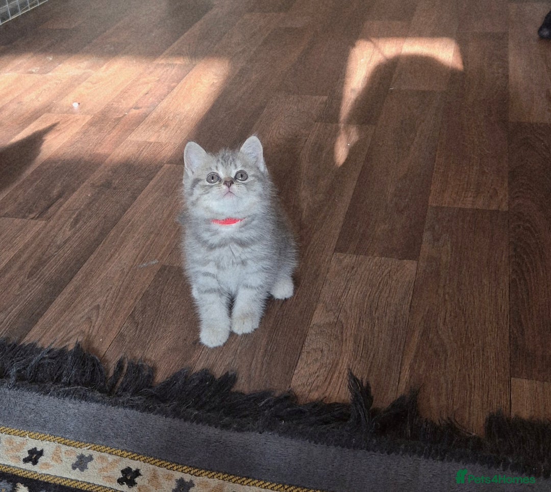 British Shorthair cats for sale: Beautiful BSH Kittens - Image 19