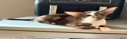 Oriental cats for sale: Wonderful girl, TICA registered  - Advert 1