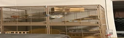 Chinchilla rodents for sale: 2 Female chinchillas, everything included in Ammanford - Advert 3
