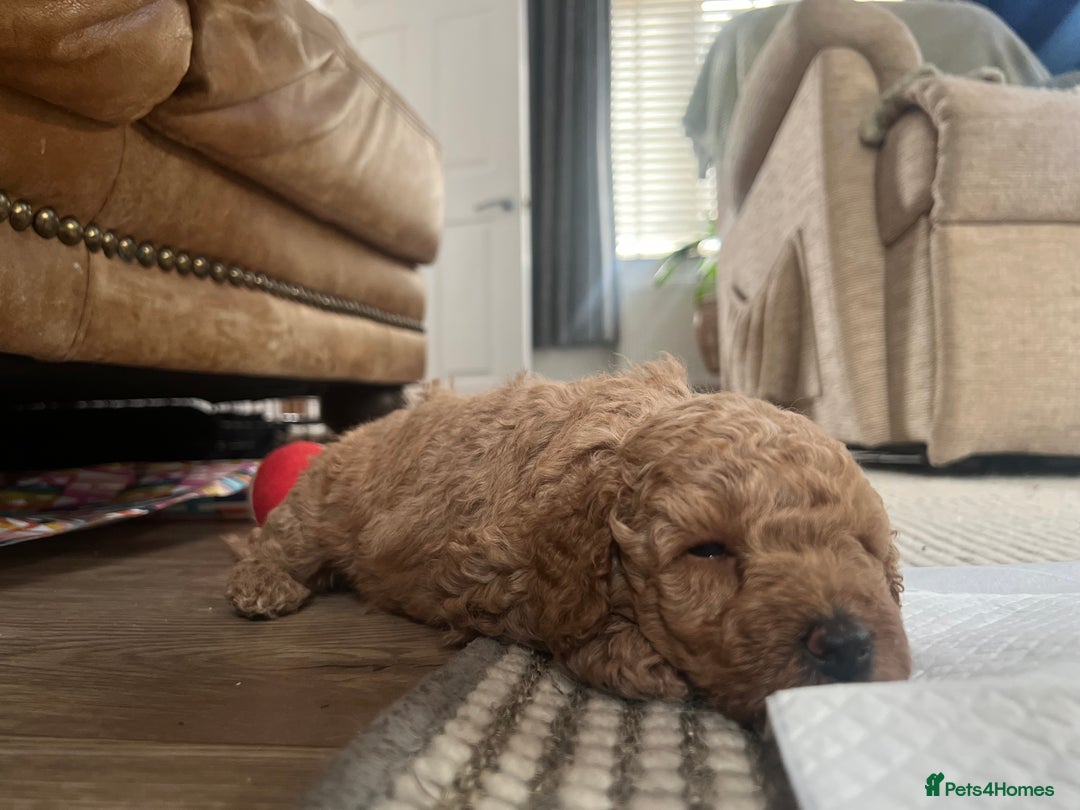 Miniature Poodle dogs for sale: Gorgeous miniature poodles  - Image 5
