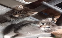Maine Coon cats for sale: Beautiful maine coon/ full bengal kittens - Image 3