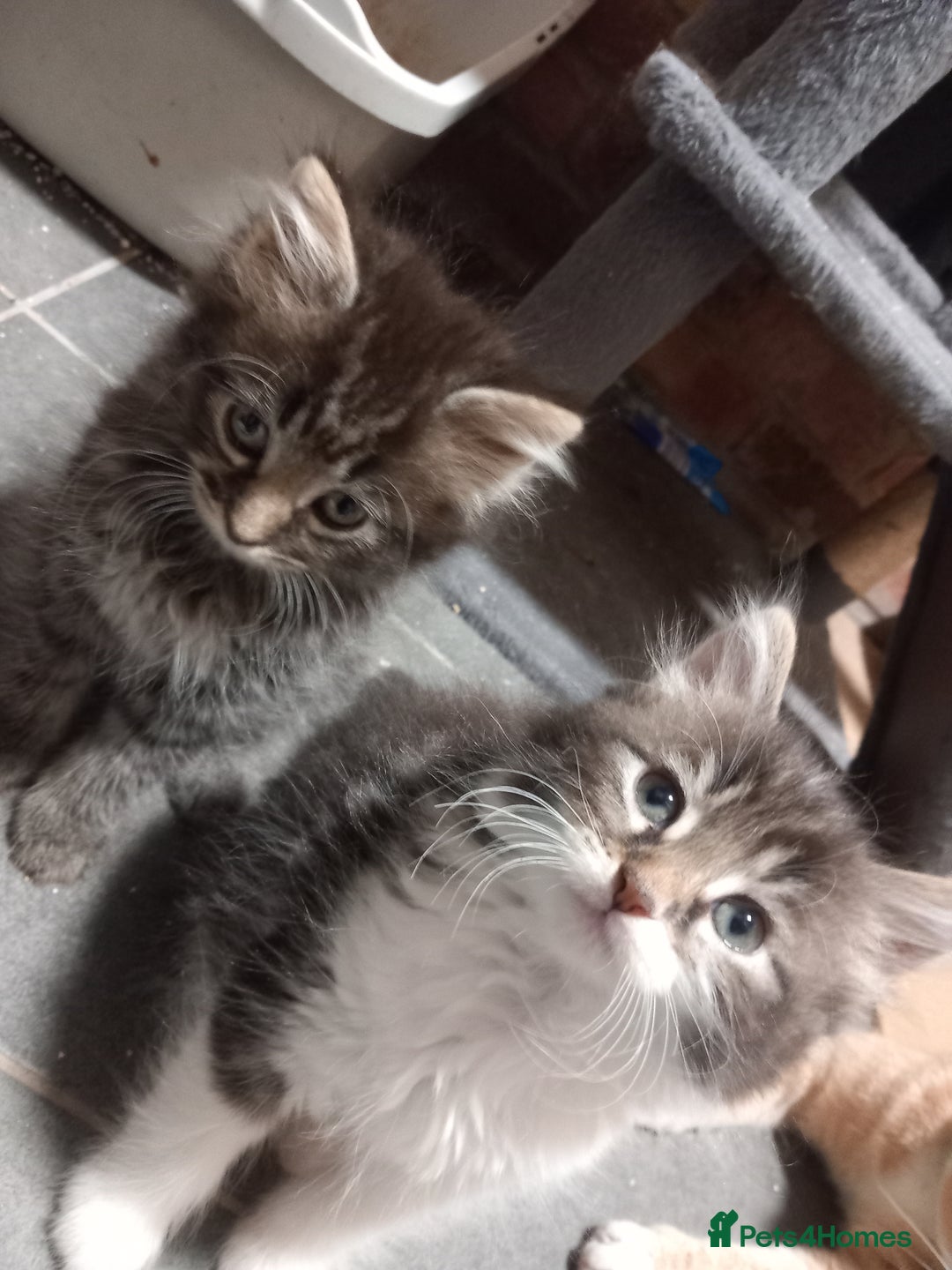 Maine Coon cats for sale: Beautiful maine coon/ full bengal kittens - Image 3