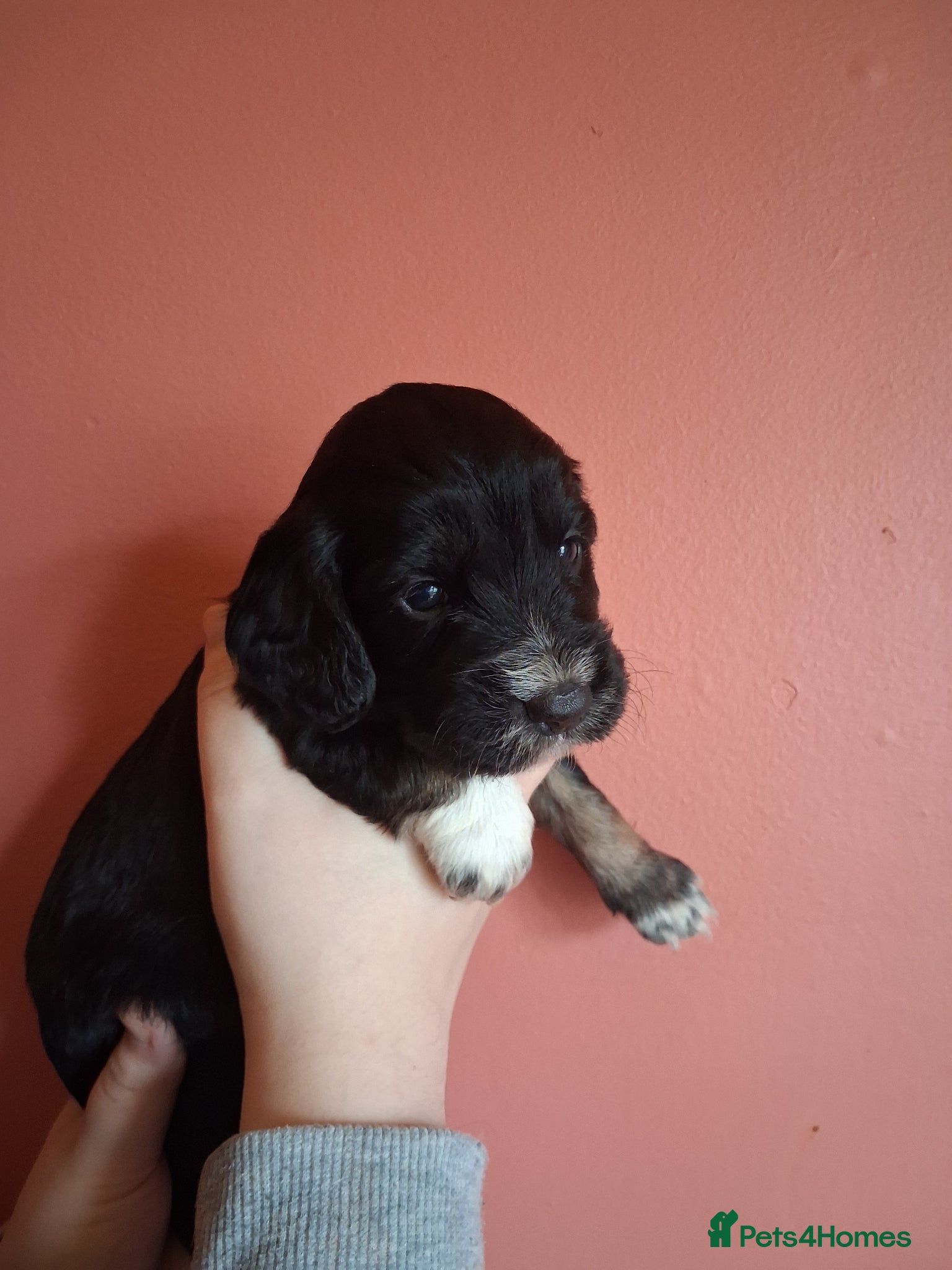Cocker Spaniel dogs 6 stunning working cocker spaniels - Advert 2