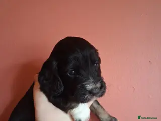 Cocker Spaniel dogs 6 stunning working cocker spaniels - Advert 5