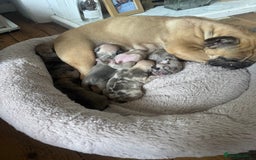 French Bulldog dogs for sale: Litter of mixed colour French bulldog puppies  - Advert 10