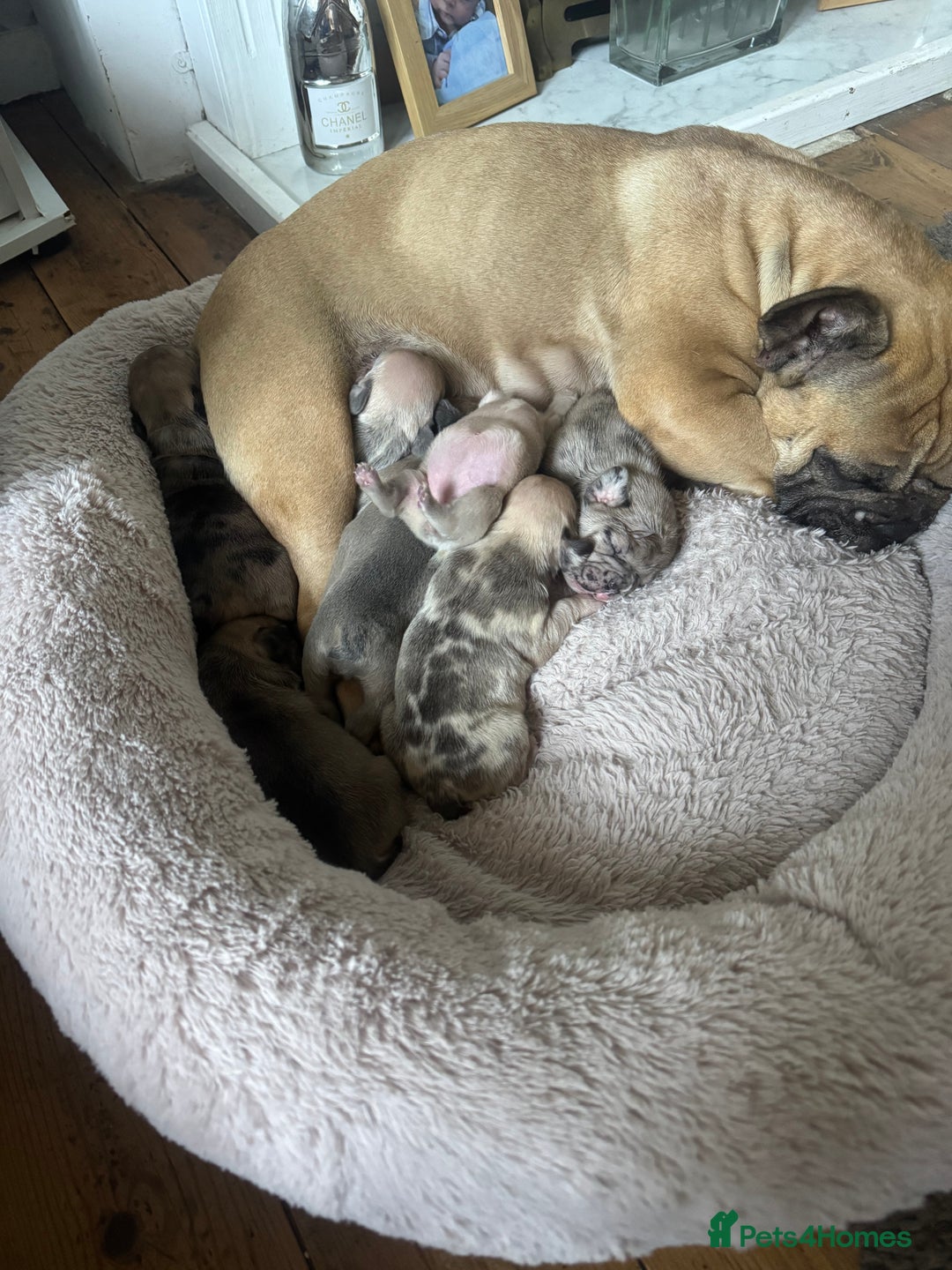 French Bulldog dogs for sale: Litter of mixed colour French bulldog puppies  - Advert 10