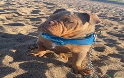 Olde English Bulldogge dogs for stud: STUD DUTIES!! 💥 King Bruno 💥 - Image 7