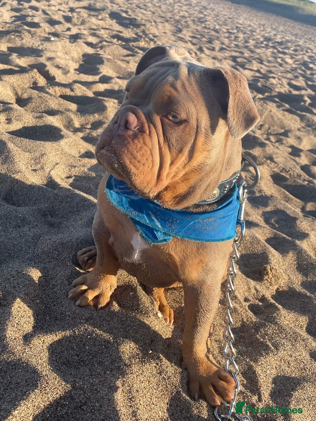 Olde English Bulldogge dogs for stud: STUD DUTIES!! 💥 King Bruno 💥 - Image 7