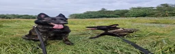 Belgian Shepherd Dog dogs for sale: Dutch Shepherd Puppies - Advert 13