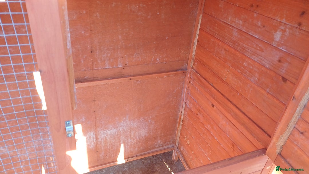 Mixed Breed rabbits for sale: 2 pets at home rabbit hutches  - Advert 6