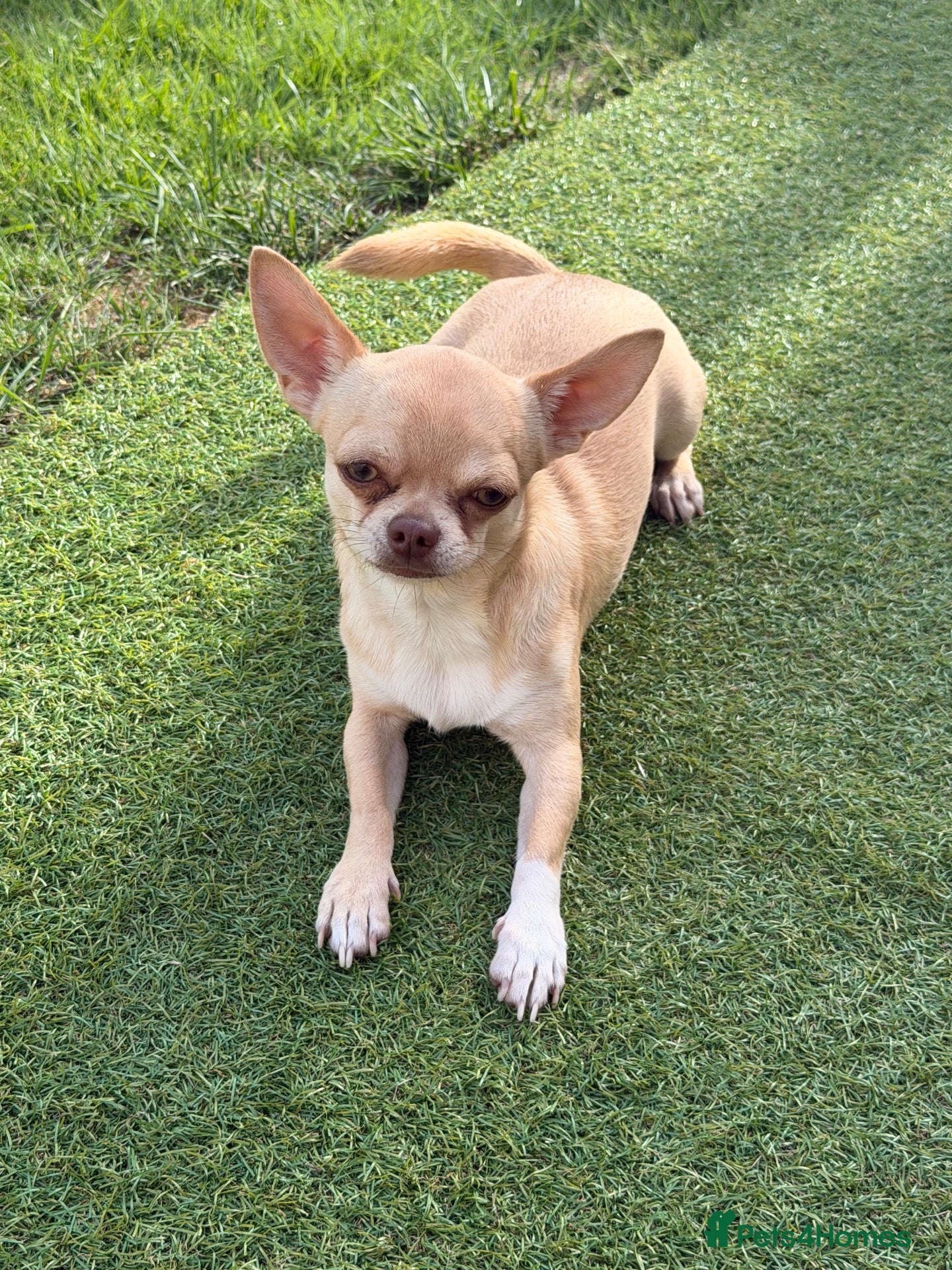 Chihuahua dogs Chihuahua stud dog - Advert 6